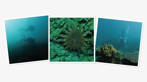 Marine Biology, HD Png Download, Transparent PNG