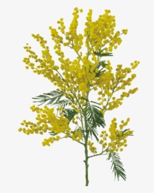 Thumb Image - Yellow Flower Png For Photoshop, Transparent Png, Transparent PNG