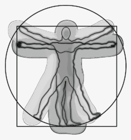 Vitruvian Man, Anatomy, Science, Leonardo Da Vinci - Vitruvian Man, HD Png Download, Transparent PNG