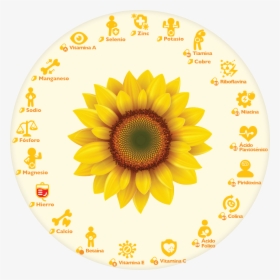 Semillas De Girasol O Semillas De Pipa - Clip Art Sun Flower, HD Png Download, Transparent PNG