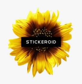 Transparent Sunflower Clipart No Background - Duke Nukem Forever Box Art, HD Png Download, Transparent PNG