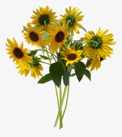 Sunflower Bunch Clip Art - Bunch Of Sunflowers Png, Transparent Png, Transparent PNG