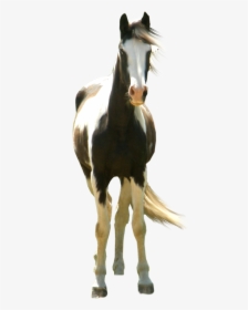 Transparent Horse Precut Free - Paint Horse No Background, HD Png Download, Transparent PNG