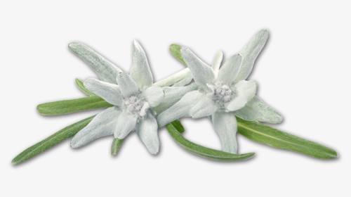 Image Colored Soft Crown Tarziedelweiss - Edelweiss, HD Png Download, Transparent PNG
