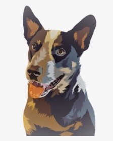 Blue Heeler, HD Png Download, Transparent PNG