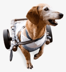 Image Of A Happy Dog Using A Dog Wheelchair - Dog Catches Something, HD Png Download, Transparent PNG