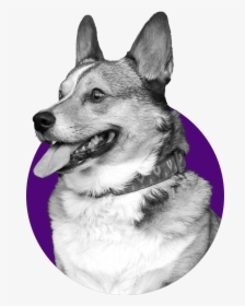 Typs Of Daog, HD Png Download, Transparent PNG