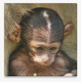 Sweet Baby Monkey Canvas Print 6 X6 Macaque Hd Png Download Transparent Png Image Pngitem