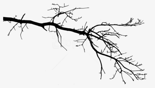 Free Png Tree Branch Png - Tree Branch Drawing Transparent, Png Download, Transparent PNG