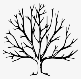 Tree Drawing With Branches Clipart , Png Download - Tree Drawing With Branches, Transparent Png, Transparent PNG