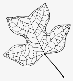 Filetulip Tree Leaf Vector, HD Png Download, Transparent PNG