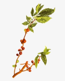 Botanical Drawing Tree - Coffee Tree No Background, HD Png Download, Transparent PNG