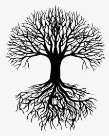 Roots Drawing Oak Tree - Tree Roots Vector Png, Transparent Png, Transparent PNG