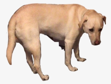 #saddog Sad Dog #freetoedit - Labrador Retriever, HD Png Download, Transparent PNG