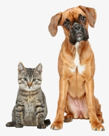 Cat And Boxer, HD Png Download, Transparent PNG