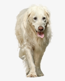 Dog Isolated, HD Png Download, Transparent PNG