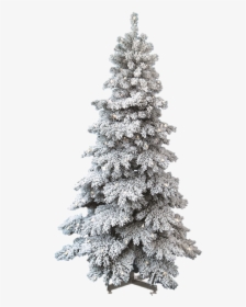 Spruce Snow Capped Christmas Tree   Class - Snow Pine Tree Png, Transparent Png, Transparent PNG