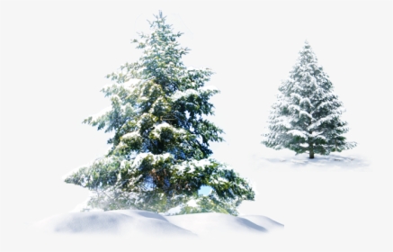 #trees #snow #christmas #evergreen #pine #spruce #png, Transparent Png, Transparent PNG