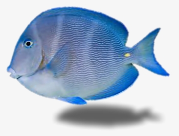 #fish #tropicalfish #water #ocean #underthesea #blue - Tropical Fish Transparent Background, HD Png Download, Transparent PNG