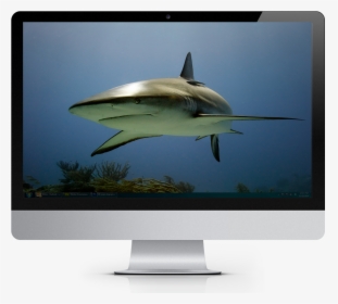 2019 Tropical Fish Calendar Windows Theme - Led-backlit Lcd Display, HD Png Download, Transparent PNG
