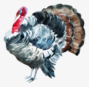 Turkey Watercolor, HD Png Download, Transparent PNG