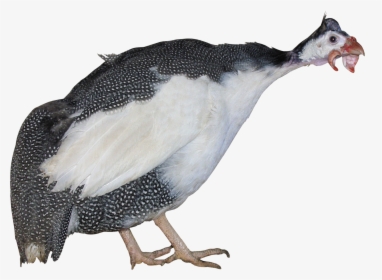 Turkey Png Image Free Download - Penguin, Transparent Png, Transparent PNG