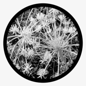 D - Thomas - Sage Frost - Hedgehog Cactus, HD Png Download, Transparent PNG
