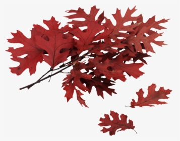 Autumn Leaf Png Image - Red Leaves Png, Transparent Png, Transparent PNG