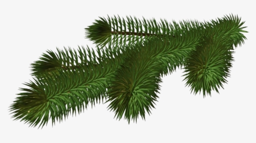 Pine Branch Png Hd - Pine Tree Branch Png, Transparent Png, Transparent PNG