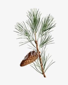 Pine Branch Png Background Image - Shortstraw Pine, Transparent Png, Transparent PNG