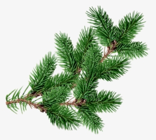 #christmastree #branch #decoration #overlay #christmas - Real Png Christmas Tree Overlay, Transparent Png, Transparent PNG
