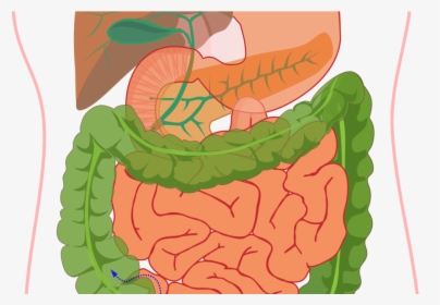 Transparent Liver Clipart - Digestive System Not Labelled, HD Png Download, Transparent PNG