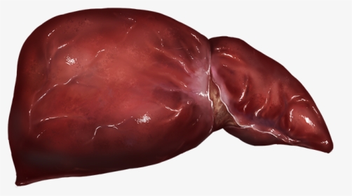 Liver - Chocolate, HD Png Download, Transparent PNG