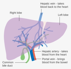 Diagram Showing The Two Lobes Of The Liver And Its - Liver Lobe Blood Supply, HD Png Download, Transparent PNG