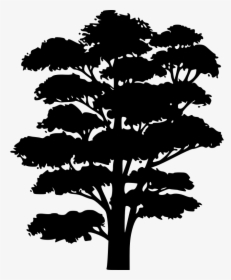 Clip Art Silhouette Tree Branch Oak - Tree Drawing Silhouette Black And White, HD Png Download, Transparent PNG