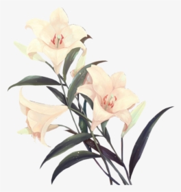 Flower Png I Used Most On My Edits - Flower, Transparent Png, Transparent PNG