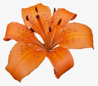 Lily Png - Lilly Png, Transparent Png, Transparent PNG