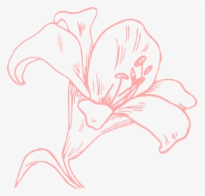 Pink Lily Svg Clip Arts - Pink Lily Clip Art, HD Png Download, Transparent PNG