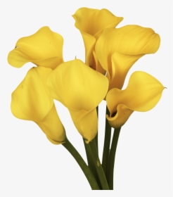 Gorgeous Golden Yellow Calla Lily Flowers - Giant White Arum Lily, HD Png Download, Transparent PNG