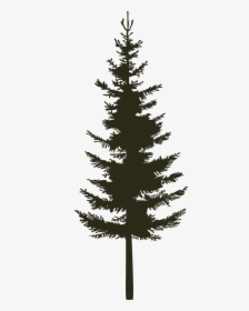 Single Pine - Black - Western Yellow Pine, HD Png Download, Transparent PNG