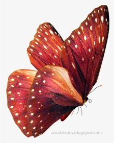 Realistic Fairy Wings Png, Transparent Png, Transparent PNG