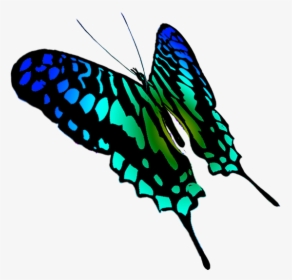 Swallowtail Butterfly Drawing - Papilio Machaon, HD Png Download, Transparent PNG