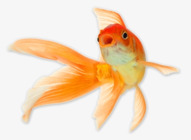 Goldfish Png - Transparent Background Gold Fish Png, Png Download, Transparent PNG