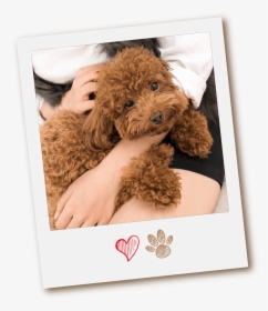 Why Conga’s Mobile Pet Grooming - Labradoodle, HD Png Download, Transparent PNG
