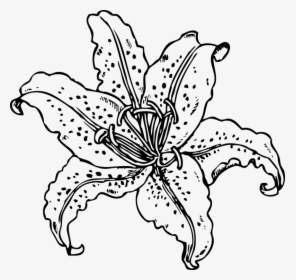 Symmetry,monochrome Photography,petal - Tiger Lily Line Drawing, HD Png Download, Transparent PNG