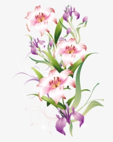 Lily Clipart Lilium - Lily, HD Png Download, Transparent PNG