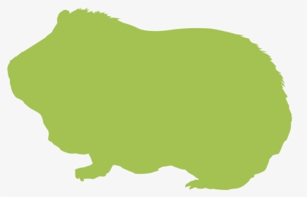 Guinea Pigs » - Illustration, HD Png Download, Transparent PNG
