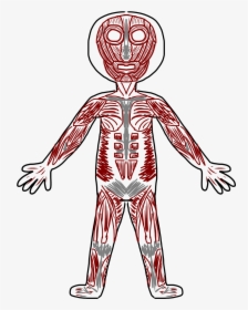 Transparent Arm Clip Art - Muscular System Cartoon Drawing, HD Png Download, Transparent PNG