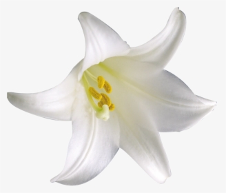 Cluster-lilies, HD Png Download, Transparent PNG