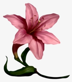 Amaryllis Flower Cliparts Free Download Clip Art - Pink Lily Flowers Art, HD Png Download, Transparent PNG